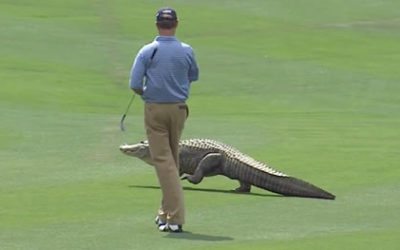 Video:  Top-10 Animales encontrados en el PGA Tour