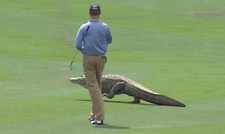 Video:  Top-10 Animales encontrados en el PGA Tour