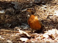 Avistamiento de aves