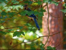 Blue Jay