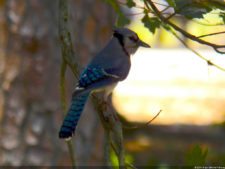 Blue Jay