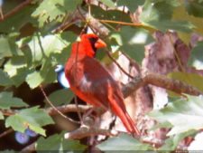 Cardenal Símbolo del evento y Estado Carolina del Norte