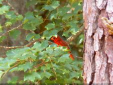 Cardenal