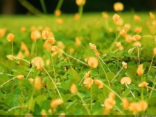 Insectos alimentan la vida y el golf