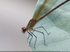 Insectos alimentan la vida y el golf