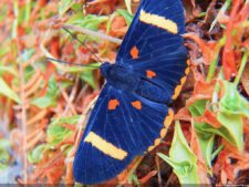 Insectos alimentan la vida y el golf