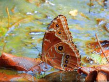 Insectos alimentan la vida y el golf