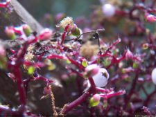 Insectos alimentan la vida y el golf