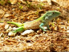 Insectos alimentan la vida y el golf