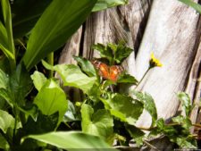 Insectos alimentan la vida y el golf