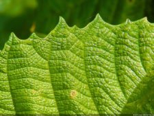 Insectos alimentan la vida y el golf