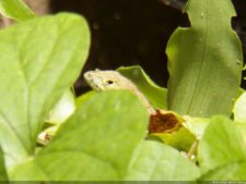 Insectos alimentan la vida y el golf