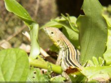 Insectos alimentan la vida y el golf