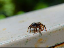 Insectos alimentan la vida y el golf