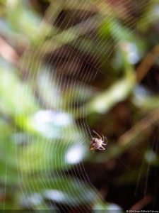 Insectos alimentan la vida y el golf