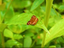 Insectos alimentan la vida y el golf