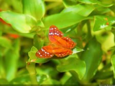 Insectos alimentan la vida y el golf