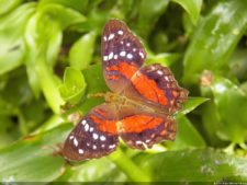 Insectos alimentan la vida y el golf