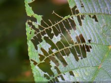 Insectos alimentan la vida y el golf