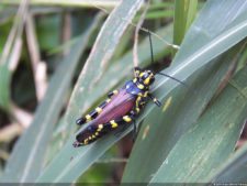 Insectos alimentan la vida y el golf