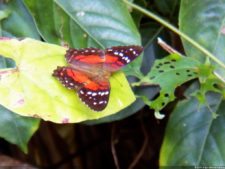 Insectos alimentan la vida y el golf