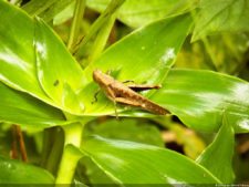 Insectos alimentan la vida y el golf