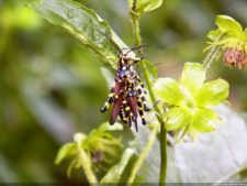 Insectos alimentan la vida y el golf