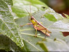 Insectos alimentan la vida y el golf