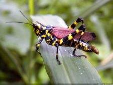 Insectos alimentan la vida y el golf