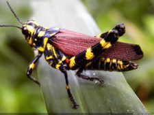 Insectos alimentan la vida y el golf