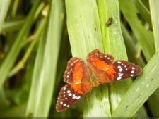 Insectos alimentan la vida y el golf