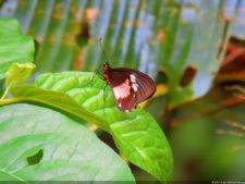 Insectos alimentan la vida y el golf