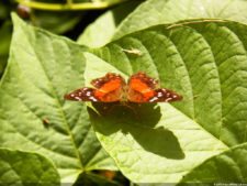 Insectos alimentan la vida y el golf