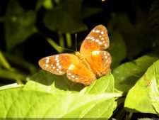 Insectos alimentan la vida y el golf