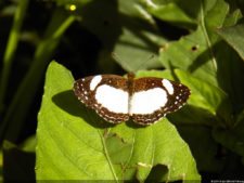 Insectos alimentan la vida y el golf