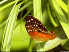 Insectos alimentan la vida y el golf