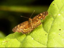 Insectos alimentan la vida y el golf