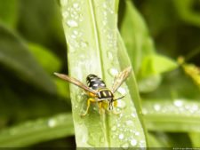 Insectos alimentan la vida y el golf