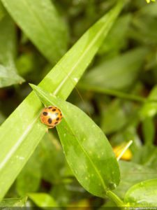 Insectos alimentan la vida y el golf