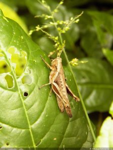 Insectos alimentan la vida y el golf