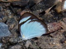 Insectos alimentan la vida y el golf