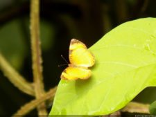 Insectos alimentan la vida y el golf