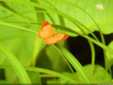 Insectos alimentan la vida y el golf