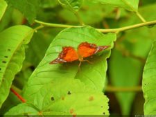 Insectos alimentan la vida y el golf