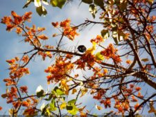 Insectos alimentan la vida y el golf