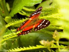 Insectos alimentan la vida y el golf