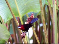 Insectos alimentan la vida y el golf