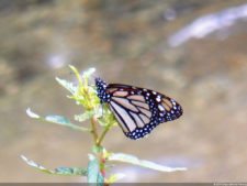 Insectos alimentan la vida y el golf