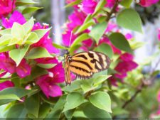 Insectos alimentan la vida y el golf