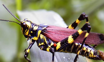 Insectos alimentan la vida y el golf